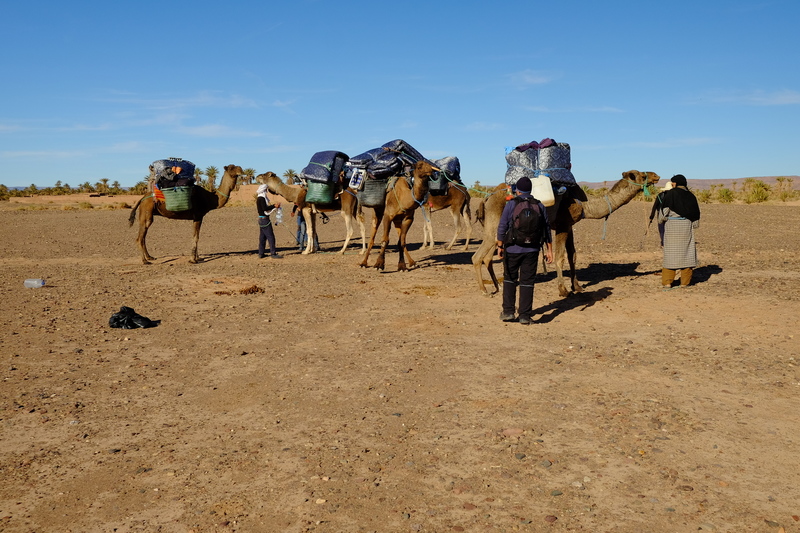 Dans la vallée du Drâa, rencontre avec nos chameliers