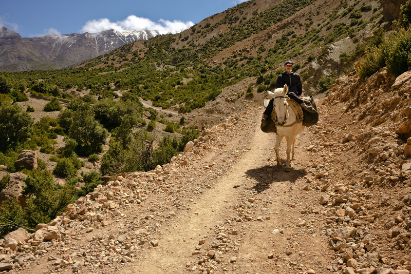 Tess descend à dos de mules toute seule, comme une grande. Le muletier est bien en arrière à discuter avec Saïd