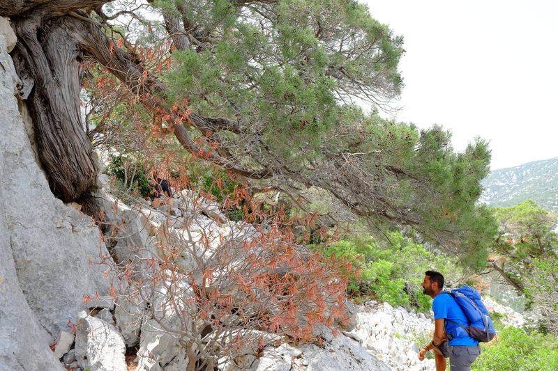 Notre guide, Sergio, nous fait partager ses connaissances en végétation et en géologie