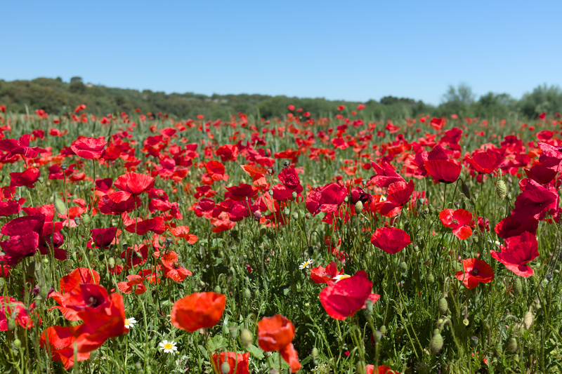 Croisant des champs de coquelicots