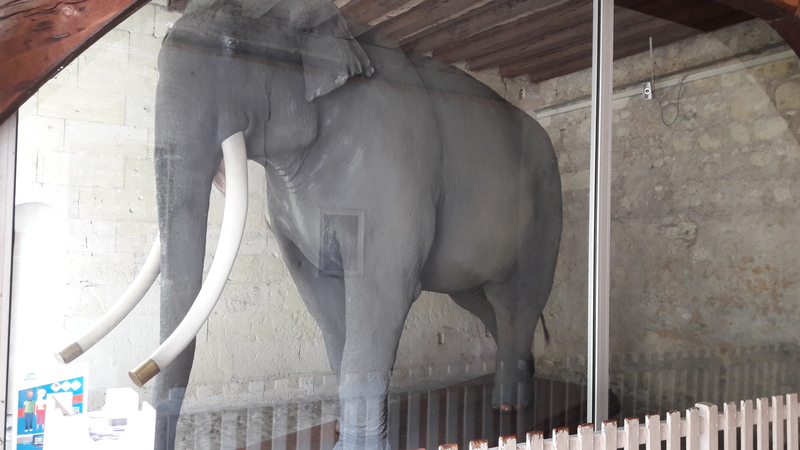 L'éléphant Fritz, ici empaillé