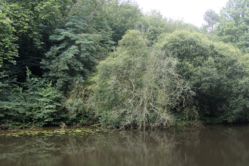 Entre rive plus sauvage ...