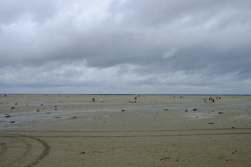 A marée basse, la pêche aux coquillages