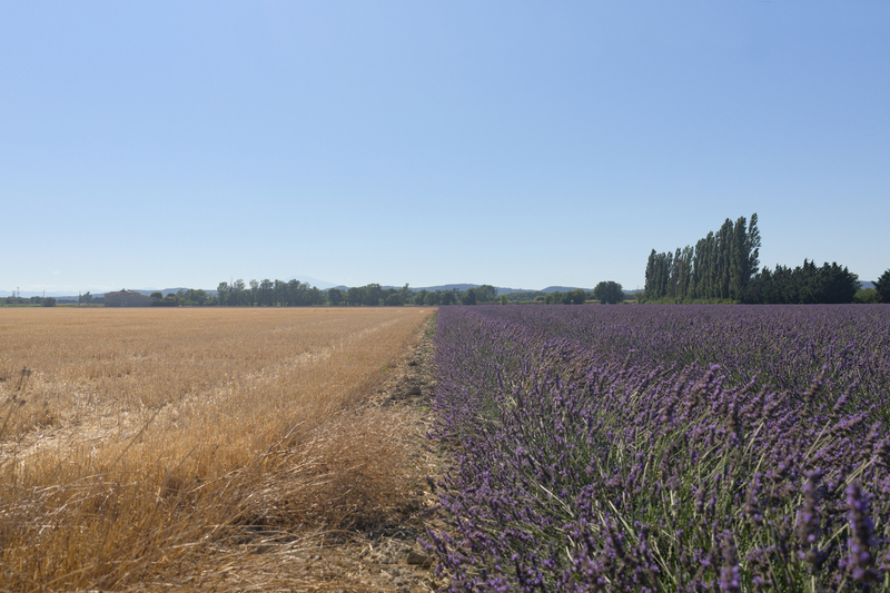 Les vergers ont fait place désormais aux champs de blés et de lavandes