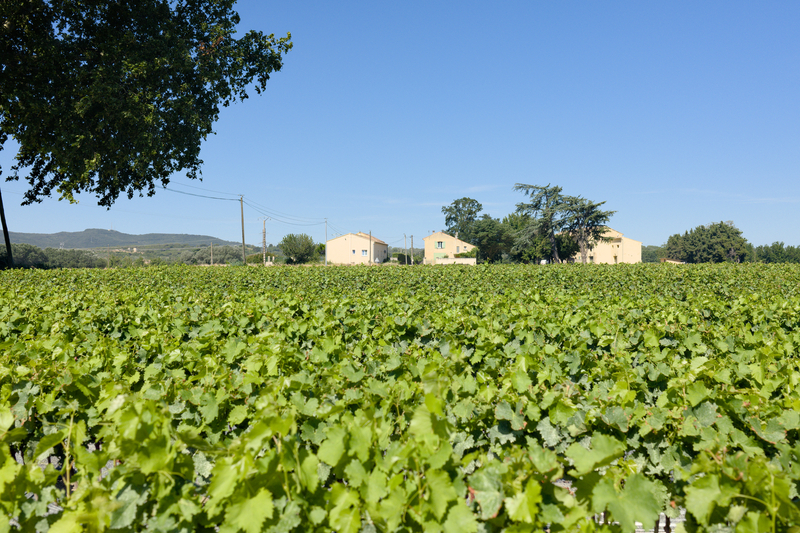 Les vignes sont aussi plus présentes